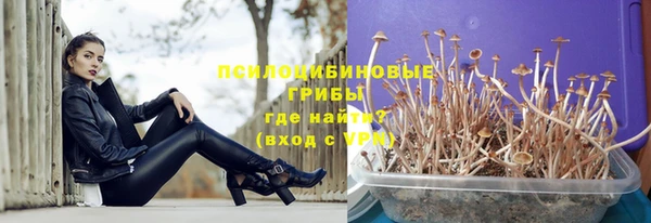 прущие грибы Абинск